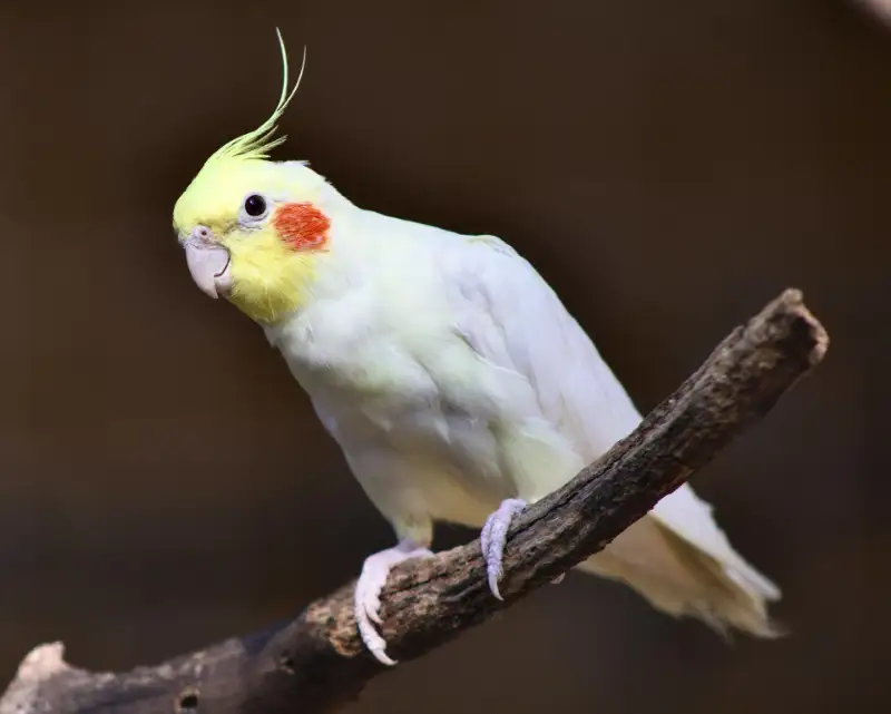 Cockatiel Lifespan and Daily Management
