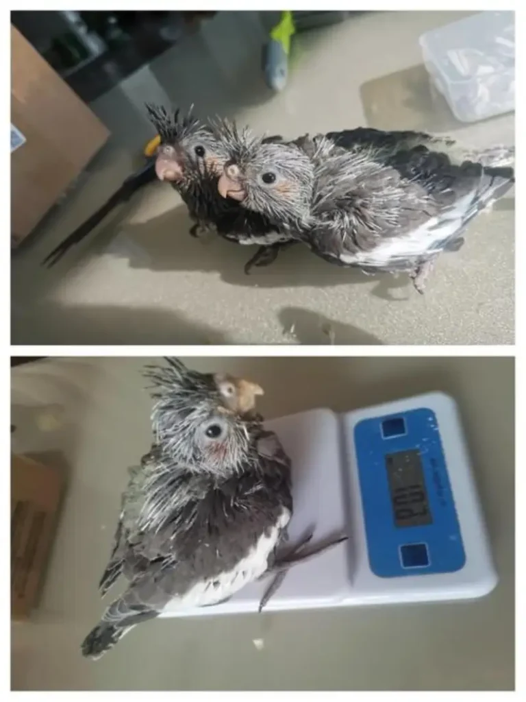 Cockatiel Weaning: A Guide for Parrot Parents