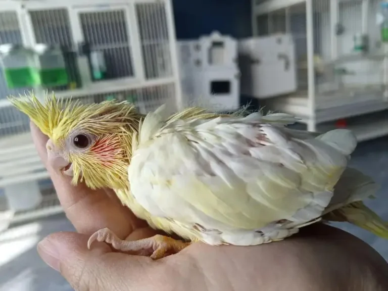 Cockatiel Weaning: A Guide for Parrot Parents